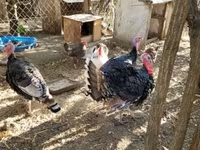 Turkeys — 照片 2