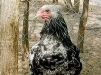 Brahma — photo 1