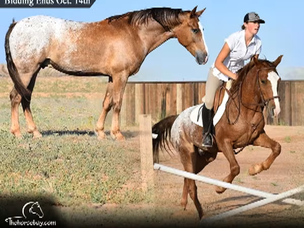 घोड़ा, Appaloosa