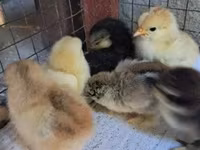 Pekin Bantam — photo 2