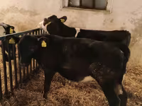 Býk, Russian Black pied cattle — foto 4