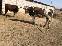 İnək, Simmental cattle — foto 2