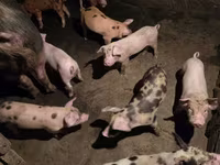 Boar, Pigs — photo 8