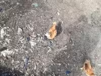 Chickens — Foto 2
