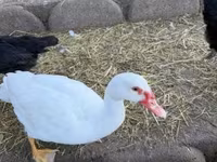 Ducks — photo 1