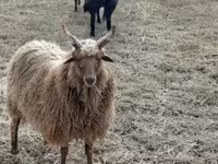 Ram, Racka sheep — photo 5