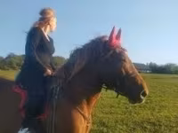 Cavalo, Cavalos — foto 4