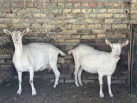 Nőstény kecske, Saanen goat — 5. fotó