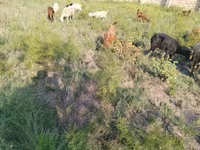 Cabras (lote, sexo no especificado), Cabras — foto 5