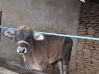 Toro, Brahman — foto 1