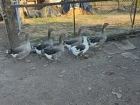 Guinea fowl — photo 4