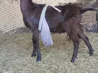 Billy Goat, LaMancha goats — photo 3