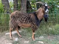 Bak, Kecskék — 1. fotó