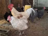 Chickens — الصورة 3