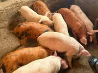 Sow, Pigs — photo 5