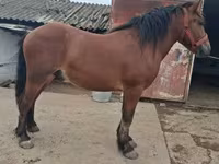Caballo, Caballos — foto 2