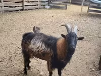 Billy Goat, Goats — photo 4