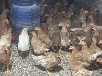 Chickens — الصورة 2