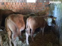 Bulle, Limousin-Kuh — Foto 4