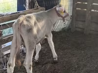 ثور, Swiss cattle — الصورة 4