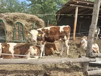 Krowa, Simmental cattle — zdjęcie 3