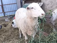 Carnero, Romanov sheep — foto 2