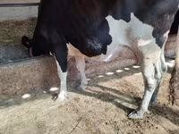 Tehén, Holstein fajta — 1. fotó