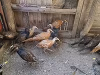 Guinea fowl — Foto 5