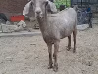Brebis, Moutons — photo 2