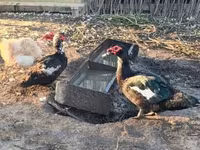 Ducks — फ़ोटो 5