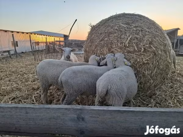 Juh, Luzein sheep