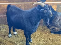 Billy Goat, Dutch Landrace goats — photo 5