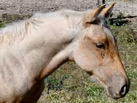 घोड़ा, Quarter Horse — फ़ोटो 6