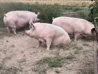 Knur, Świnie — zdjęcie 2