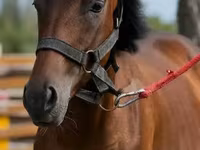 Hengst, Anglo-Arabian — Foto 1