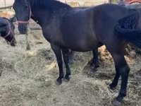 母马, Hungarian horse breed — 照片 3