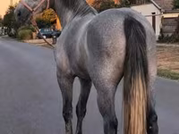 فرس, Appaloosa — الصورة 1
