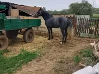 Horse (M), Lipizzaner — photo 3
