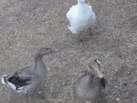 Geese — foto 3