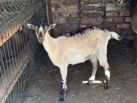 Nőstény kecske, Saanen goat — 1. fotó