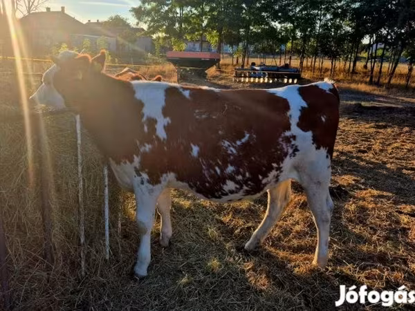 Tehén, Simmental cattle — Magyarország