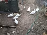 Ducks — photo 1