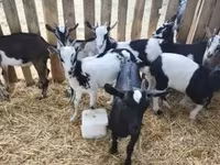 公山羊, Goats — 照片 6