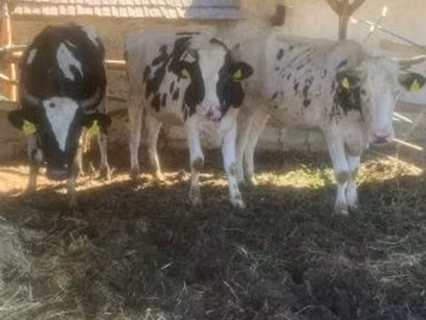 Cow, Holstein breed