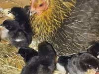 Chickens — photo 3