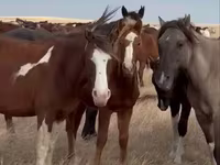 Yegua, Horse breed — foto 1