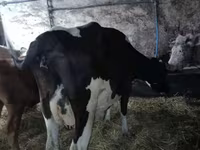 母牛, Holstein breed — 照片 2