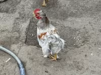 Chickens — 1-сурет