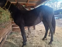 Mare, Lipizzaner — photo 1