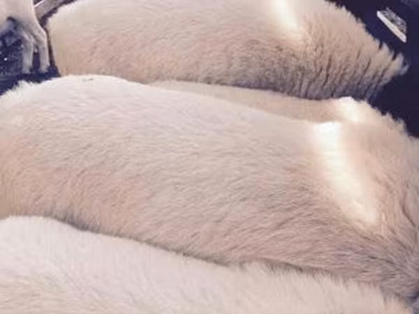 Schaf, Dorper sheep